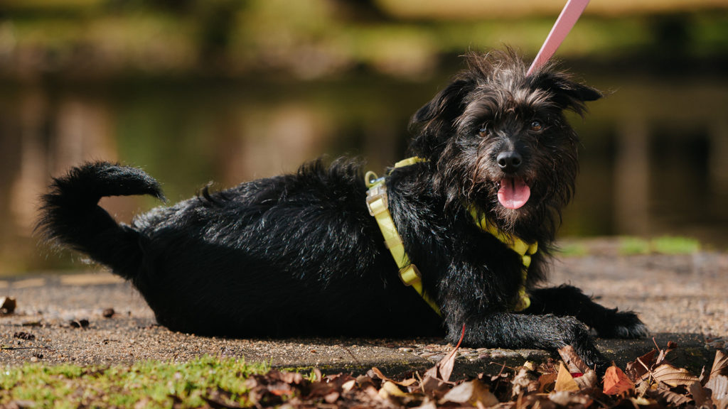 Affenpinscher