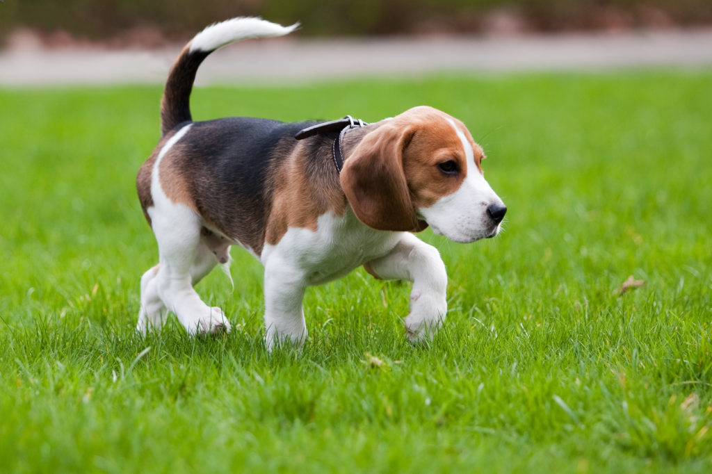 Beagle