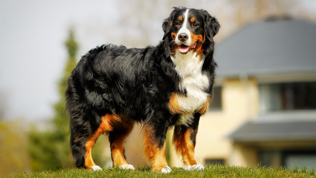 Berner Sennenhund