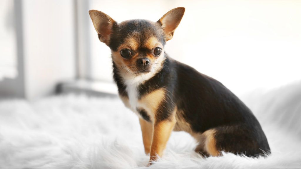 Chihuahua