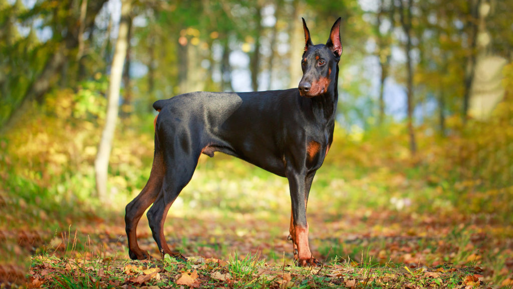 Dobermann