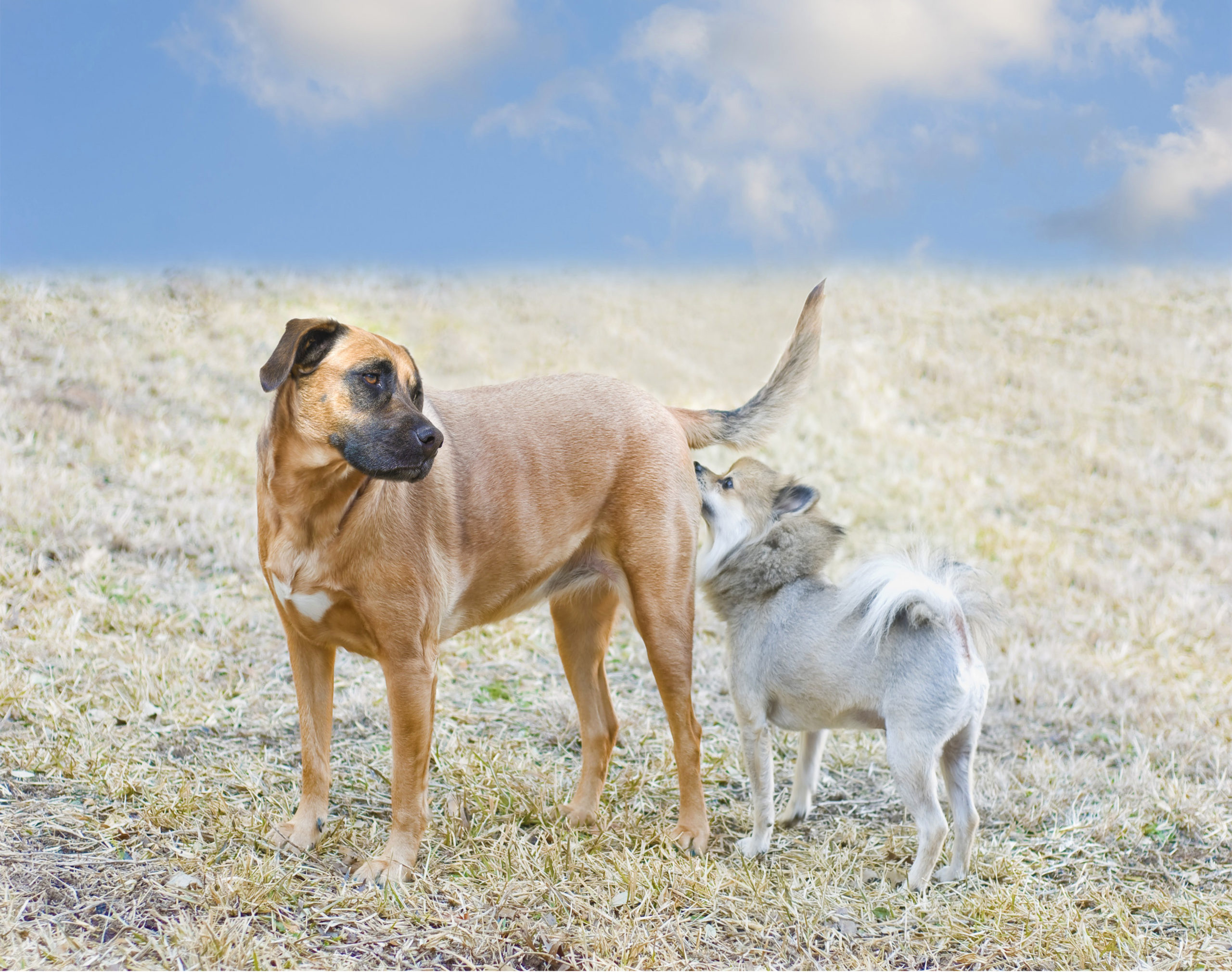 Hunde schnüffeln