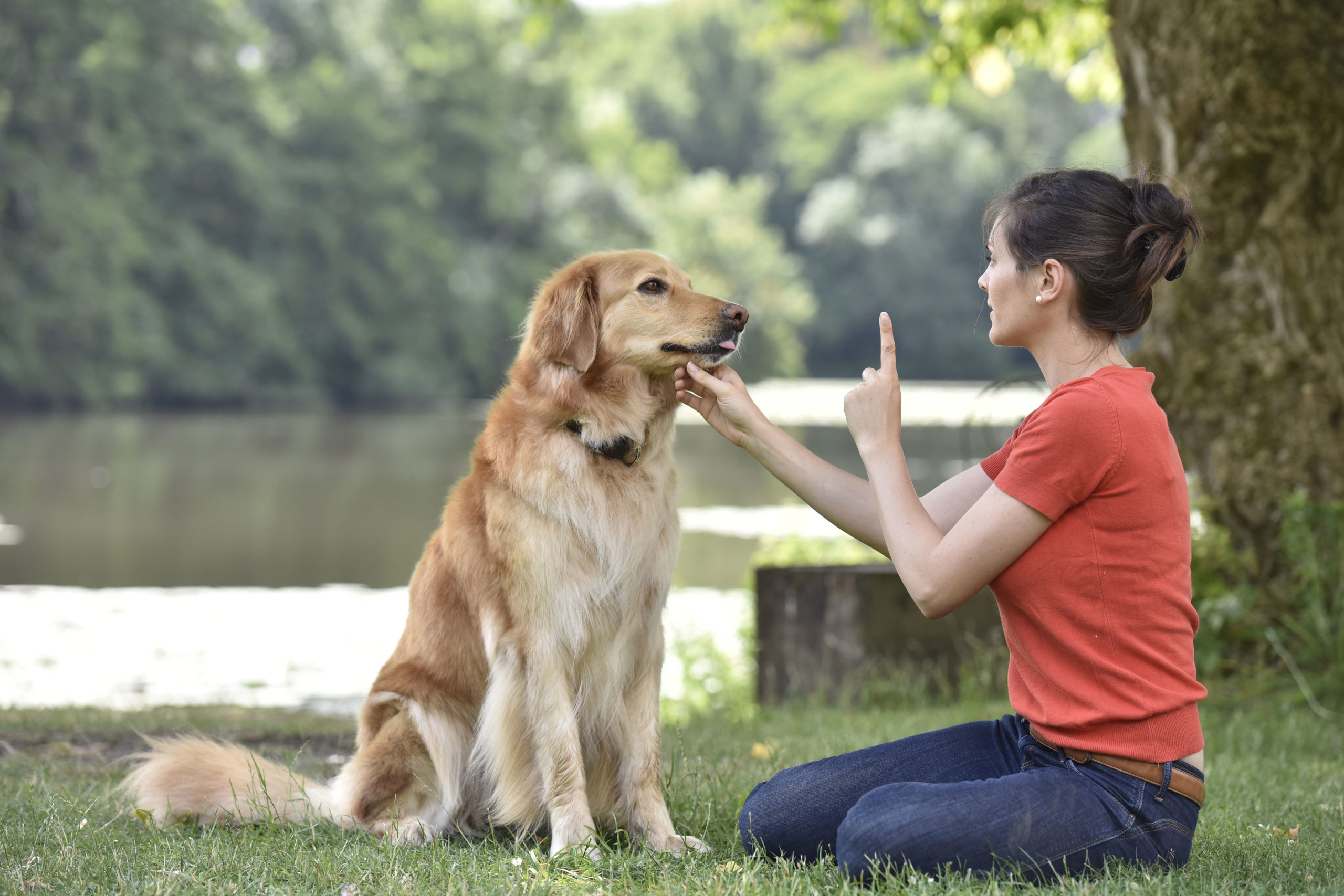 Clickertraining für Hunde