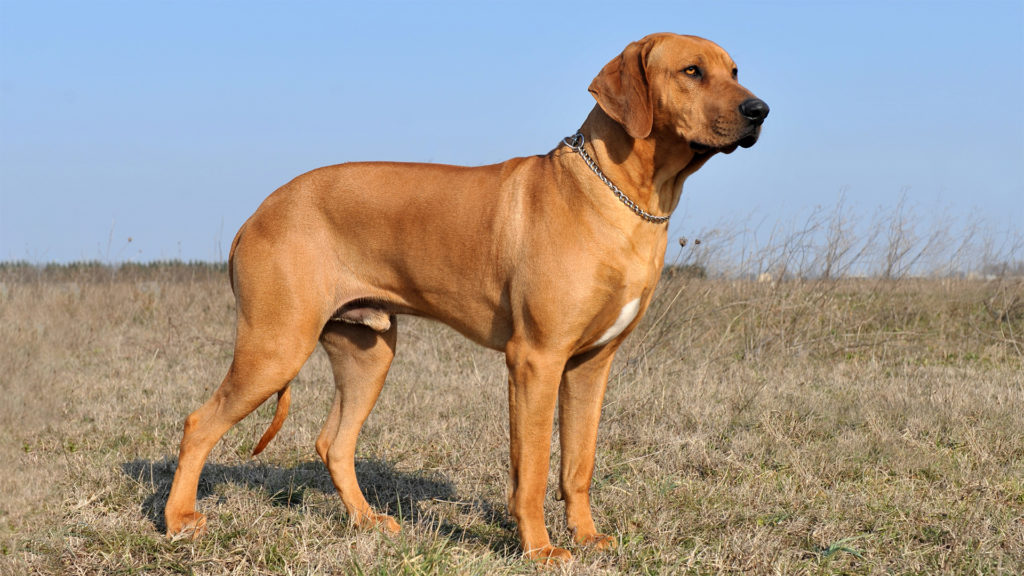 Rhodesian Ridgeback