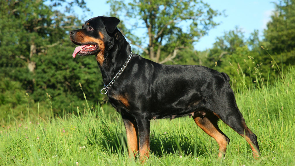 Rottweiler