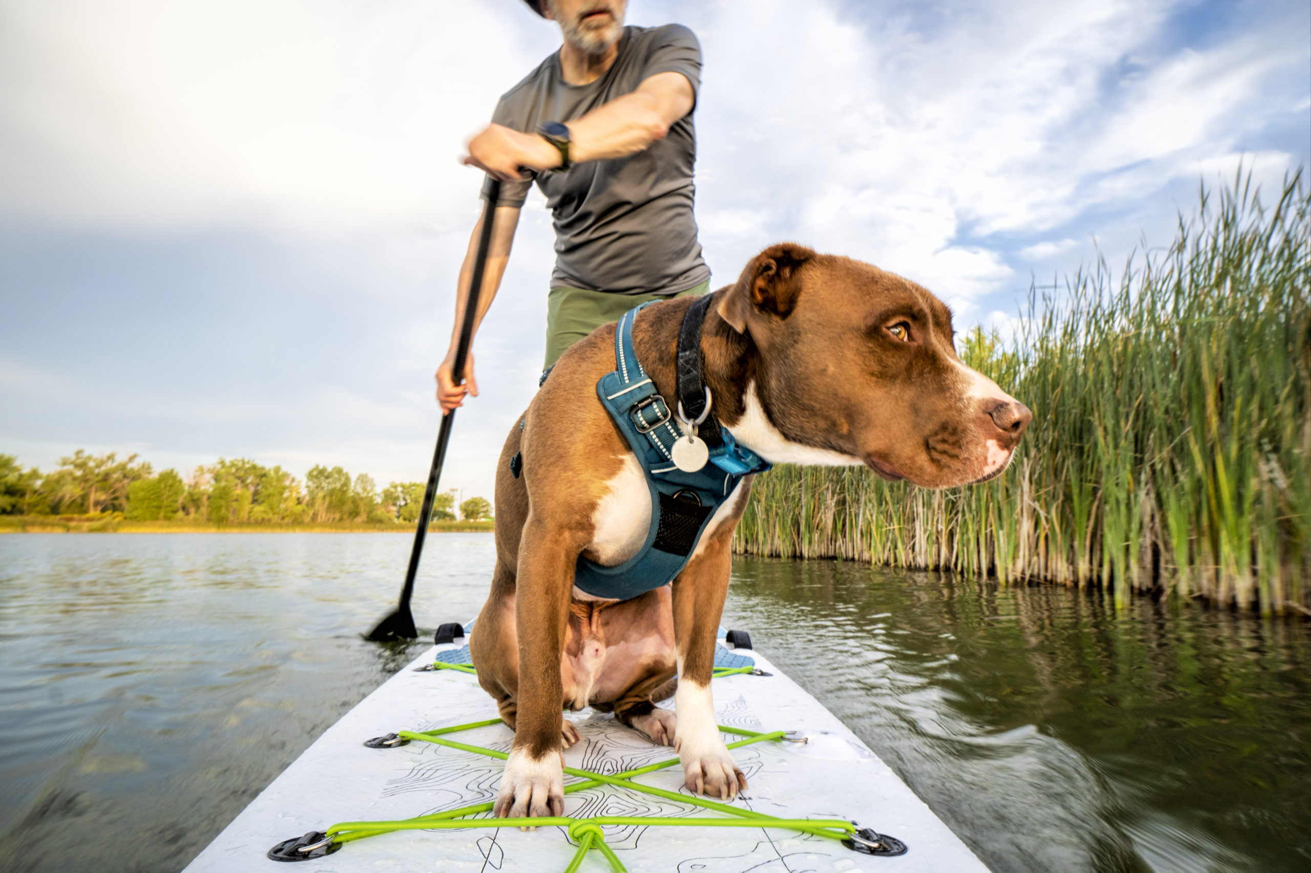 Stand-up Paddling mit Hund