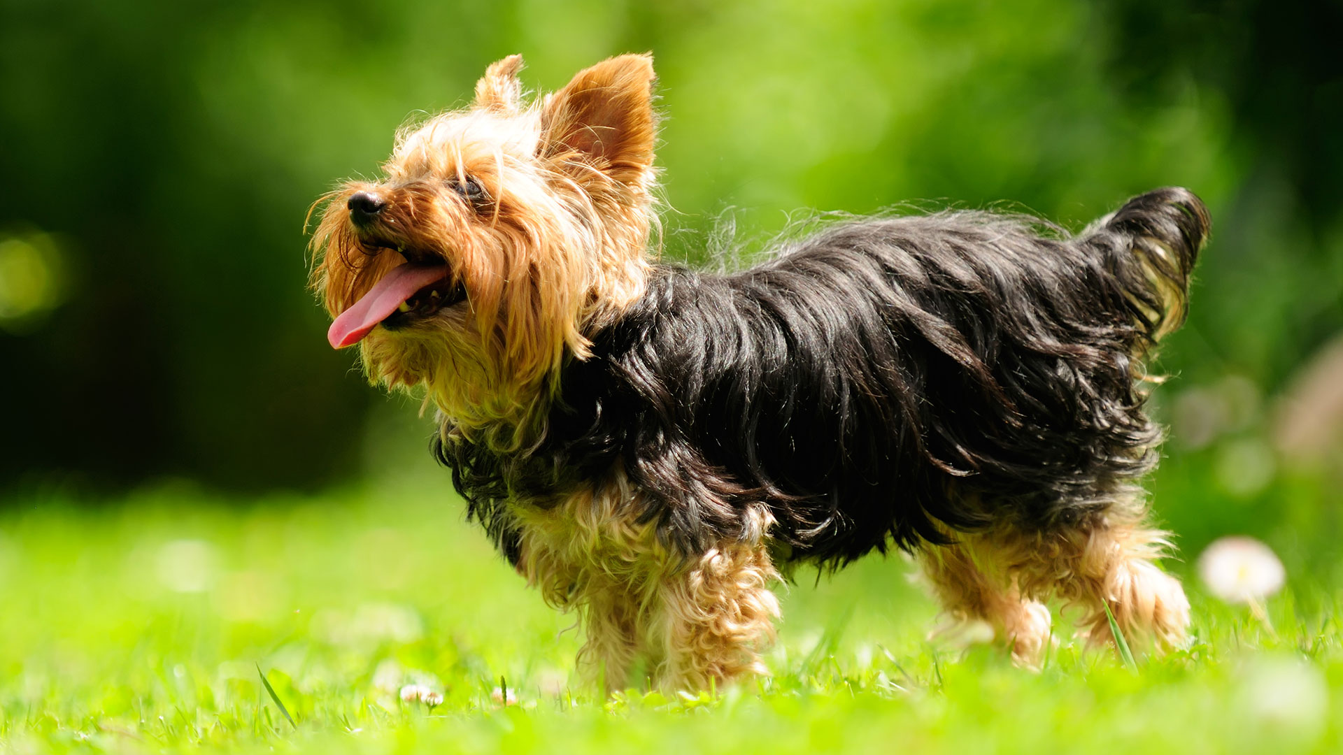 Yorkshire Terrier